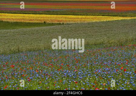 Bellissimi campi pieni di colori durante la fioritura delle lenticchie a Castelluccio Di Norcia Foto Stock