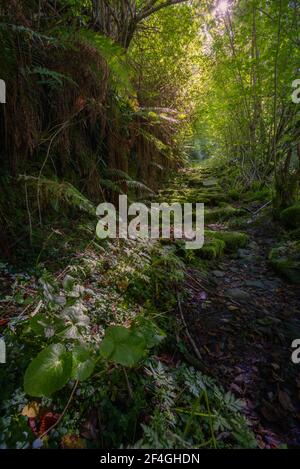 La luce filtra attraverso le cime degli alberi per illuminare la vecchia mussosa Ciottoli di una strada di campagna nelle montagne di Courel Galizia Foto Stock