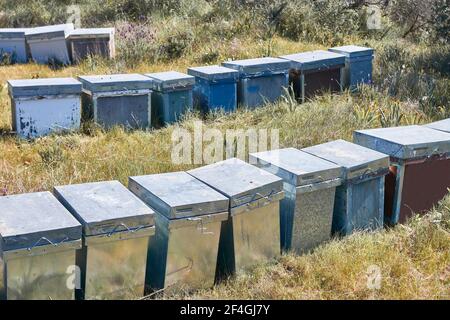 Apicoltura. Set di alveari per lo stoccaggio di cera, miele e pannelli di gelatina reale in campo soleggiato Foto Stock