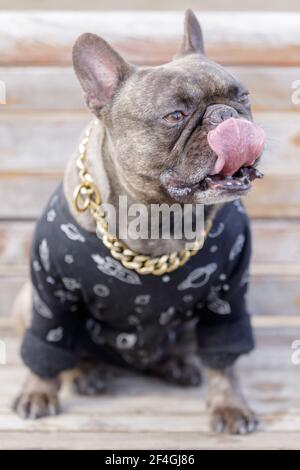 7-years-Old Brindle maschio Bulldog francese seduto sul banco e naso leccante. Parco per cani fuori dal guinzaglio nel nord della California. Foto Stock