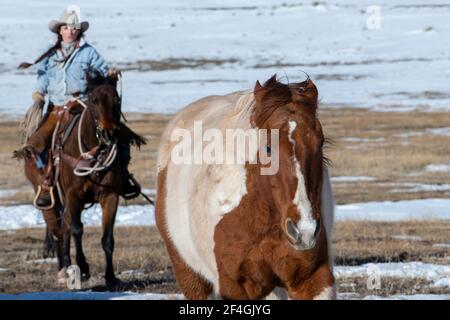 USA, Colorado, Westcliffe, Music Meadows Ranch. Mano femminile ranch in tipico abbigliamento Western ranch. Modello rilasciato. Foto Stock