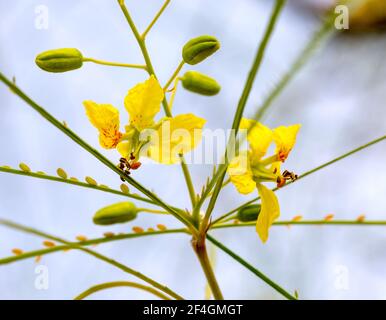 Fiori gialli di un albero di spina di Gerusalemme o Palo Verde (Parkinsonia aculeata) in un parco a Granada Foto Stock