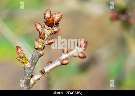 Germogli di foglie di quercia inglese (quercus robur), noto anche come quercia peduncolata, primo piano mostrando un gruppo di gemme alla fine di un ramo. Foto Stock