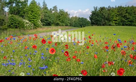 Fiori selvatici sul bordo del campo in estate Foto Stock