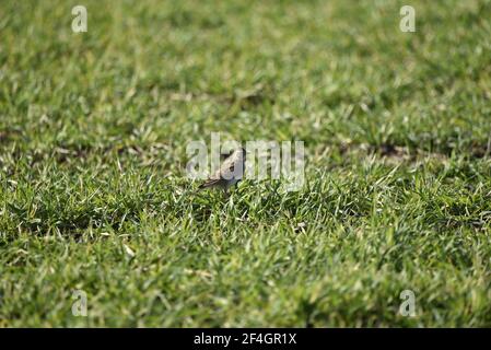 Skyline eurasiatico (Alauda arvensis) In piedi su erba in un giorno di sole in Inghilterra in Molla Foto Stock