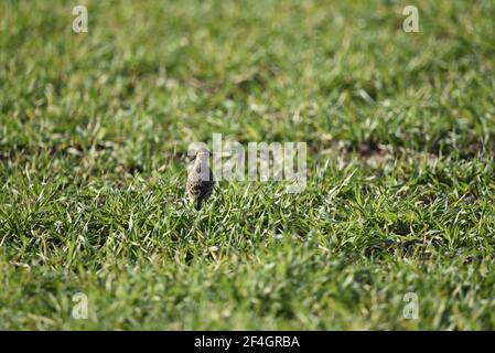 Eurasian Skylark, Alauda arvensis, in piedi su erba visto dalla parte posteriore con testa girata a destra in primavera iniziale nel Regno Unito Foto Stock