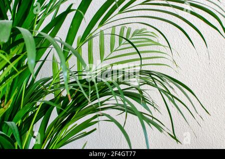 Primo piano sulle foglie di un dypsis lutescens, noto anche come palma arreca, palma di canna, palma gialla o palma farfalla Foto Stock