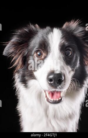 Ritratto di felice bordo collie cane faccia di colore bianco e nero. Isolato su sfondo nero. Foto Stock