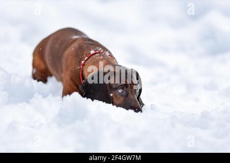 Giovane cane di montagna bavarese sdraiato sulla neve a. natura invernale Foto Stock