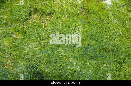 Consistenza di alghe che crescono su pietre Foto Stock