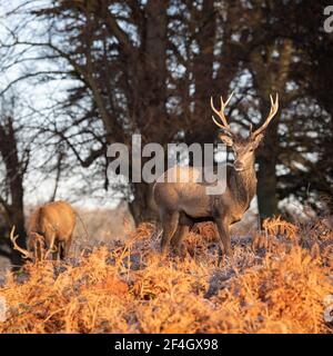 Cervi rossi si stag in una mattina gelida a Richmond Park, Londra, Regno Unito Foto Stock