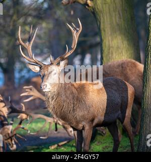 Cervi rossi si stag in una mattina gelida a Richmond Park, Londra, Regno Unito Foto Stock