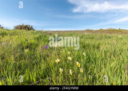 Pansy selvatico in montagna Foto Stock