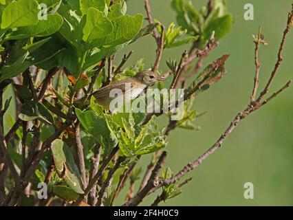 Eastern Olivaceous Warbler (Iduna pallida) adulto arroccato nel bush Tsavo West NP, Kenya Novembre Foto Stock