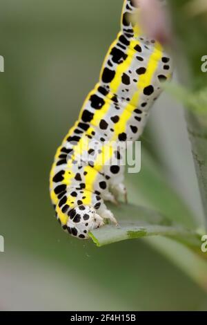 Toadflax Brocade caterpillar in primo piano sul toadflax viola Foto Stock