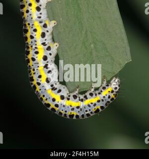 Toadflax Brocade caterpillar che alimenta il toadflax viola Foto Stock