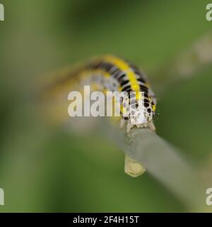 Toadflax Brocade caterpillar concentrarsi sul viso, ampio sfondo primo piano Foto Stock