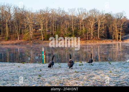 Tre oche camminano vicino al lago Fairfax; il terreno è coperto di gelo e vapore si innalza dal lago. Foto Stock