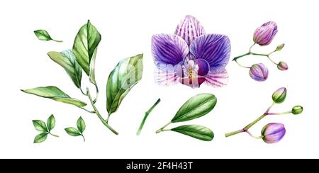 Collezione di elementi Orchid watercolor. Grandi fiori viola, boccioli, palma, foglie di monstera. Set floreale tropicale dipinto a mano. Illustrazioni botaniche con Foto Stock