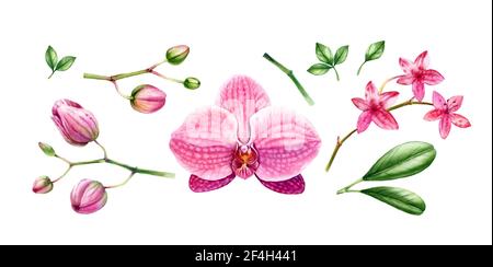 Collezione di elementi Orchid watercolor. Fiore rosa grande, gemme, gambo, foglie. Set floreale tropicale dipinto a mano. Illustrazioni botaniche realistiche con Foto Stock