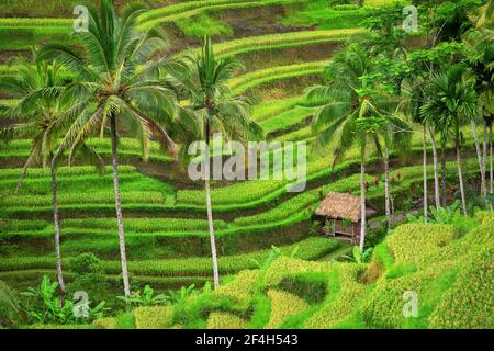 Campi di riso verde Tegalalang sull'isola di Bali, Indonesia Foto Stock