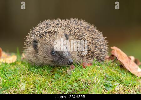 Hedgehog, nome scientifico: Erinaceus Europaeus. Riccio selvatico, nativo, europeo in autunno o in autunno. Primo piano. Sfondo pulito. Rivolto a destra. Foto Stock