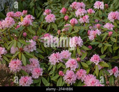 Una massa di fiori rosa pallido e boccioli rosa scuro di rhododendron natale allegria. Foto Stock