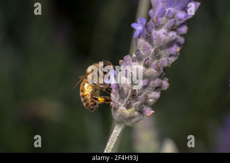 Ape di miele che raccoglie polline sulla gamba Foto Stock