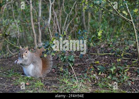 Scoiattolo con pelliccia grigia coda bush mangiare vicino agrifoglio. Ama i bulbi degli acorni l'albero spara gemme funghi noci radici occasionalmente prendendo uova e pulcini degli uccelli Foto Stock