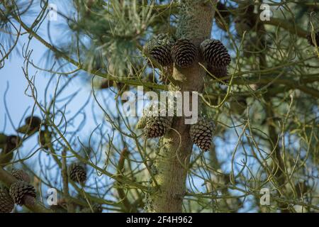 Coni di pino di conifere visti attaccati ad un ramo principale dell'albero. Foto Stock