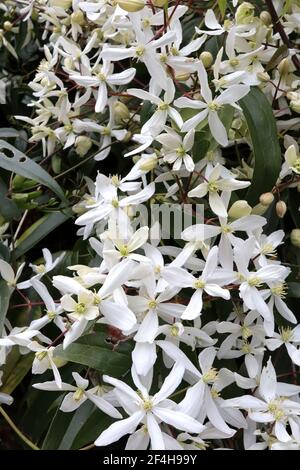 Clematis armandii ‘Snowdrift’ Armand clematis – impianto di arrampicata con grappoli di grandi fiori bianchi profumati a forma di stella, marzo, Inghilterra, Regno Unito Foto Stock