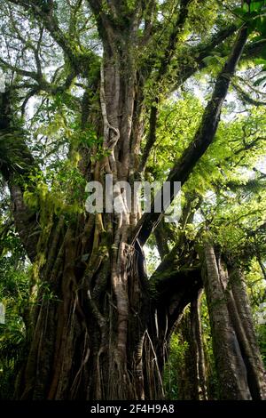 Baumriesen im Toppischen Regenwald rund um den Mount Batukaru im Zentrum Balis Foto Stock