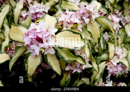 Daphne x burkwoodii ‘Briggs Moonlight’ Daphne Briggs Moonlight – colore inverso delle foglie con fiori altamente profumati, marzo, Inghilterra, Regno Unito Foto Stock