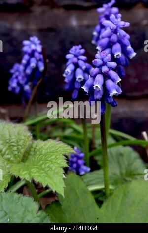 Muscari armeniacum ‘Perla di Natale’ uva giacinto Perla di Natale – minuscoli fiori blu violacei a forma di urna, marzo, Inghilterra, Regno Unito Foto Stock