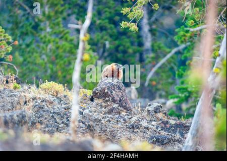 Marmot con il suo colore giallo, seduto su una roccia nel Parco Nazionale di Yellowstone. Foto di alta qualità Foto Stock