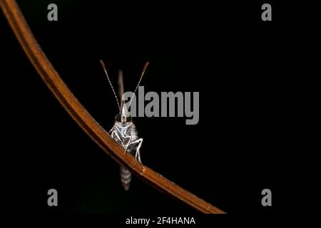 Farfalla punteggiata fiancheggiata guardando come un proprio con sollevato antenne Foto Stock