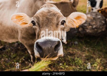 Mucca marrone con le etichette dell'orecchio che guardano la macchina fotografica mentre pasturando Sul versante erboso della catena montuosa dolomitica in Italia Foto Stock