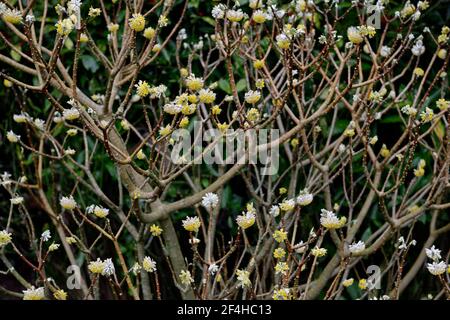 Edgeworthia crisantha grandiflora,paperbush,fiore,inforescenza,fiori,fioritura,inverno,profumo,profumato,ornamentale,arbusto,arbusti,RM Floral Foto Stock