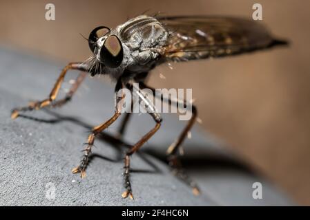 Closeup di insetti rapaci di mosca Asilidae o assassino volare con gambe spinose e occhi grandi seduti su pietra grigia dentro natura Foto Stock