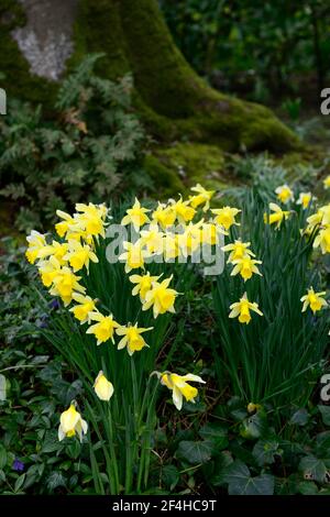 Narcissus pseudonarcissus, daffodil selvatico, giglio di Quaresima, fiori gialli, fiori, fioritura, trombe gialle, narcisi, narcischi, narcischi, RM Floral Foto Stock