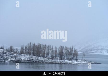 Nevicare nel paesaggio invernale di un lago con un gruppo di alberi in un giorno foggy Foto Stock