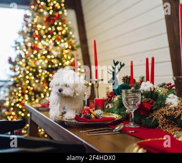 Piccolo terrier bianco su un tavolo decorativo di natale Foto Stock