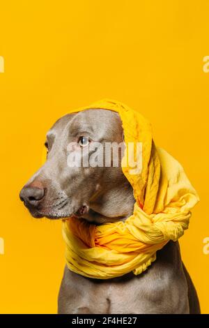 Adorabile cane Weimaraner purebred con foulard giallo sulla testa seduta su sfondo giallo in studio Foto Stock