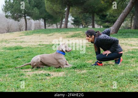 Vista laterale corpo intero di giovane donna attiva in abbigliamento sportivo facendo stretching affondo esercizio di fronte al fedele cane Weimaraner pureed mentre si passa il tempo Foto Stock