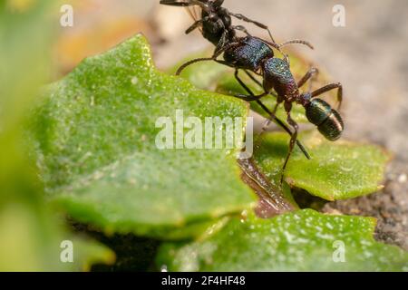 Formica brillante/verde anche conosciuta come pony metallico/luccicante raccogliendo una formica morta Foto Stock