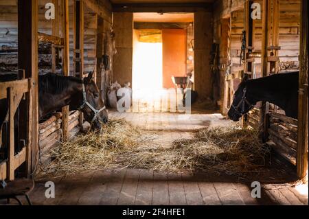 Una giornata tipica in una stalla di legno in una fattoria, cavalli che mangiano fieno nelle loro bancarelle Foto Stock