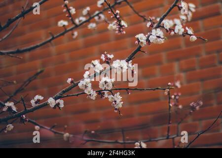 Fiori di albicocca sul muro di mattoni rossi. Bella scena della natura con ramo in fiore. Fiori primaverili. Primavera Foto Stock