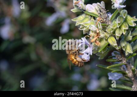 Ape a strisce gialle e nere che penzolano su un fiore Foto Stock