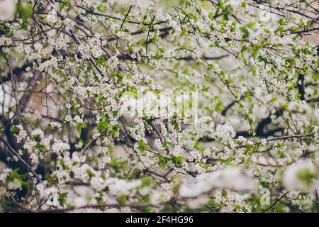 L'albicocca fiorisce su sfondo verde. Bella scena della natura con ramo in fiore. Fiori primaverili. Primavera Foto Stock