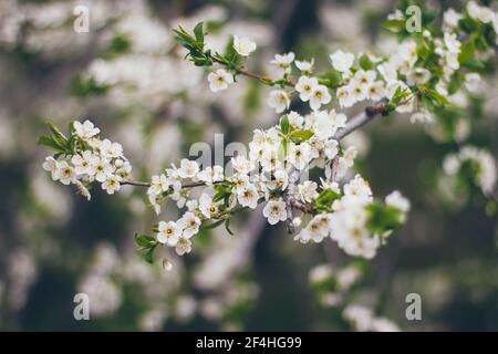 L'albicocca fiorisce su sfondo verde. Bella scena della natura con ramo in fiore. Fiori primaverili. Primavera Foto Stock